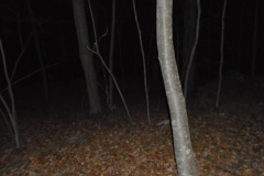 DSC00098 (1)