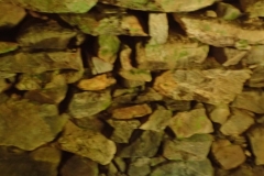 P7262207